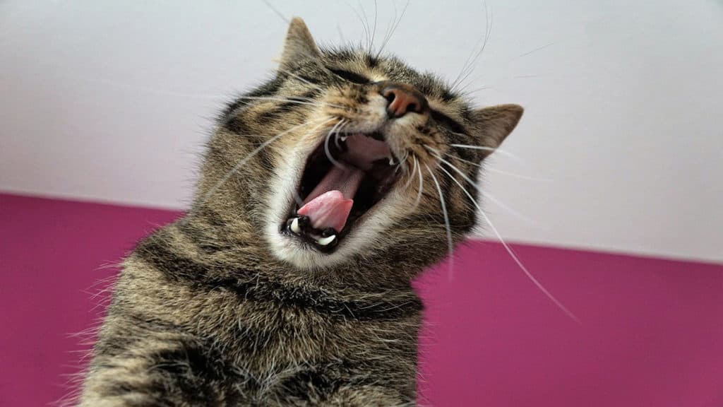 handle personal problems cat yawning 1024x576 1