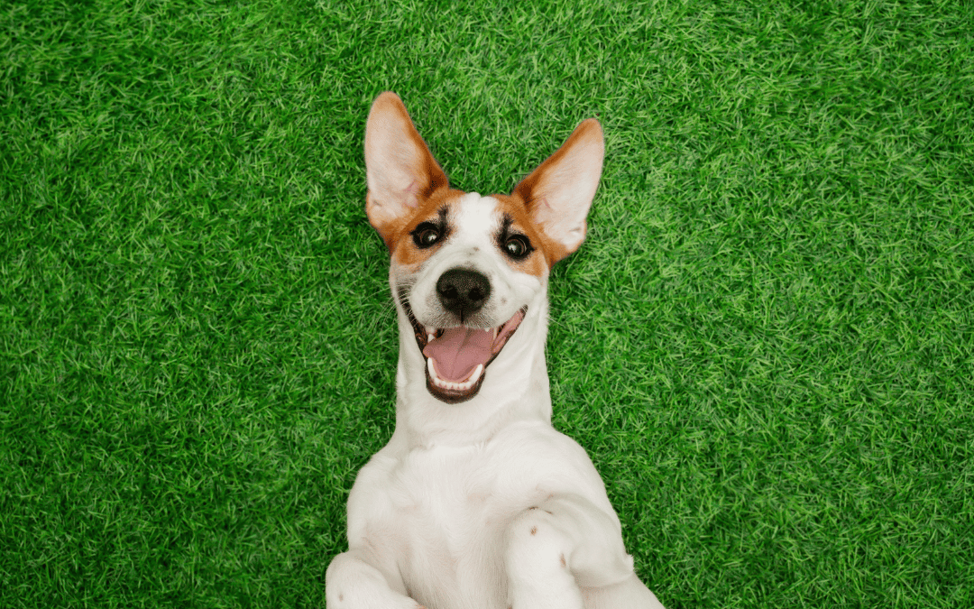 Pause to reflect: What’s going great?