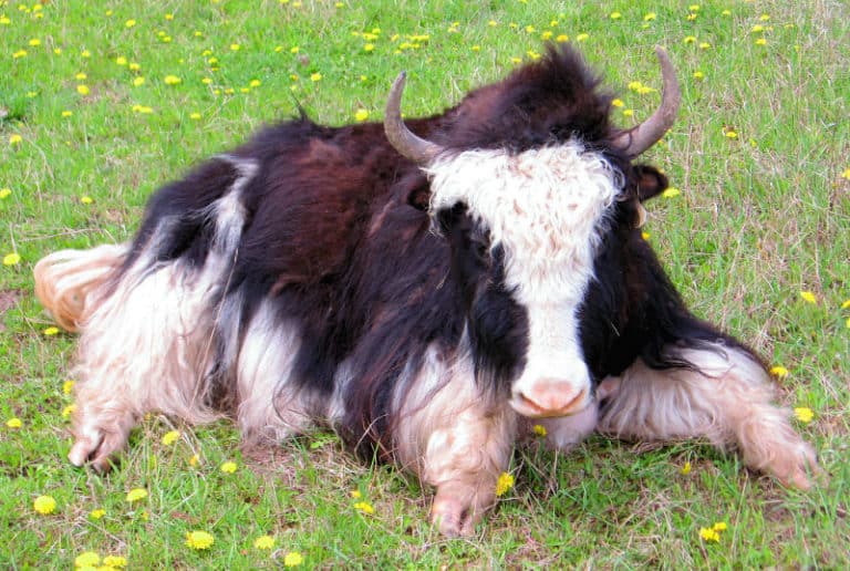 Agency productivity hack Stop yak shaving and bike shedding