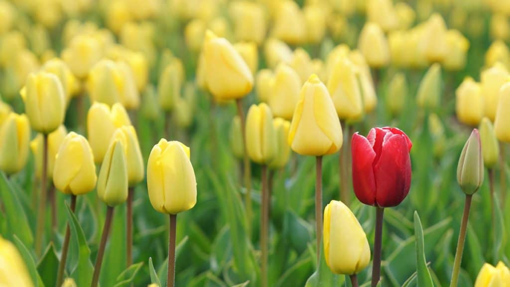 stand out get free publicity haro agency tutorial tulip flowers 1024x576 1