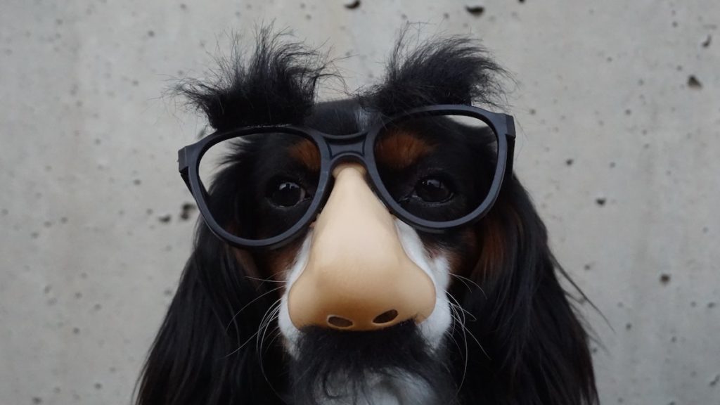 imposter syndrome agency mask dog 1024x576 1