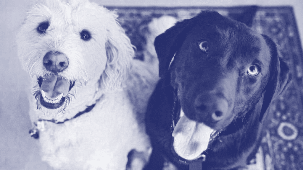 Bizdev: How to use upselling at your agency