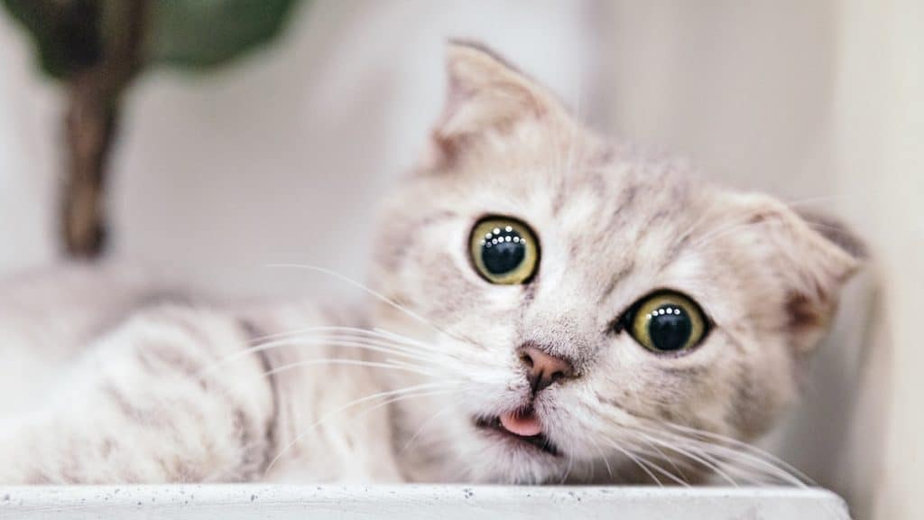 In trouble? Here's how to deliver bad news to your employees at an agency All-Hands meeting.