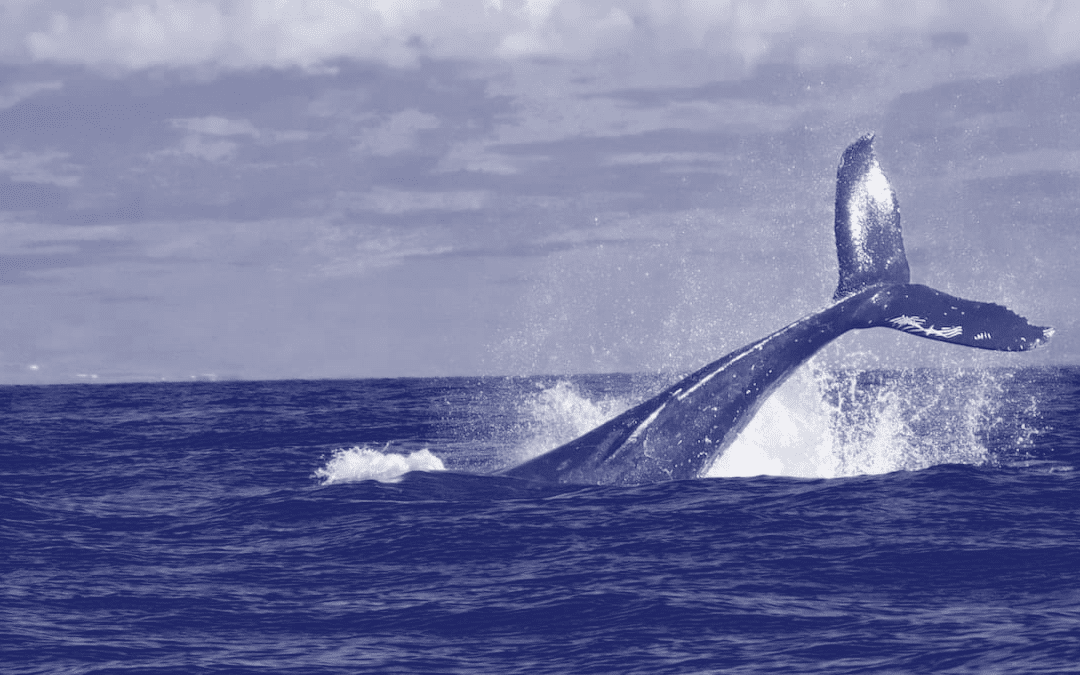Enterprise clients: Lucrative… and dangerous