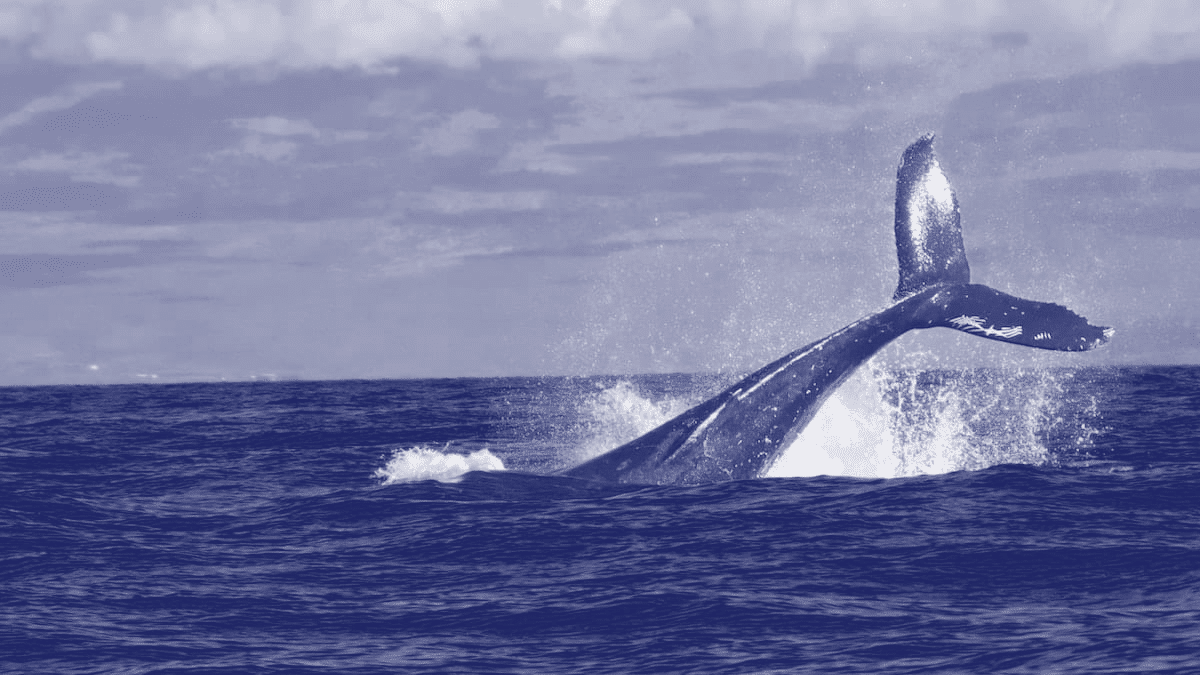 Enterprise clients are lucrative... and potentially dangerous to your agency.