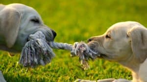 Is the Owner vs. Employee mindset gap a threat to your agency's future?