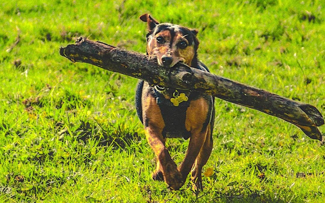 Sales during COVID-19? Advice on what to change about selling